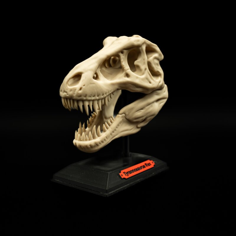Czaszka Tyranozaura 15 cm – Model Kolekcjonerski na Stojaku