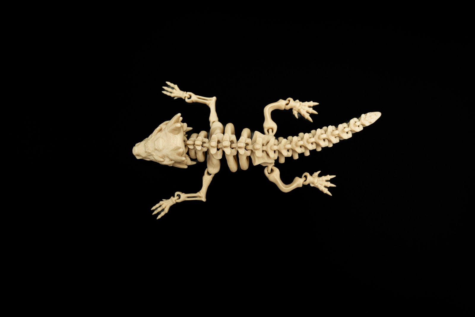 Mały Smok Szkielet 3D – Articulated Dragon Skeleton - obrazek 7